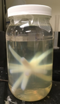 Image of NIPAM gel dosimeter immediately after irradiation