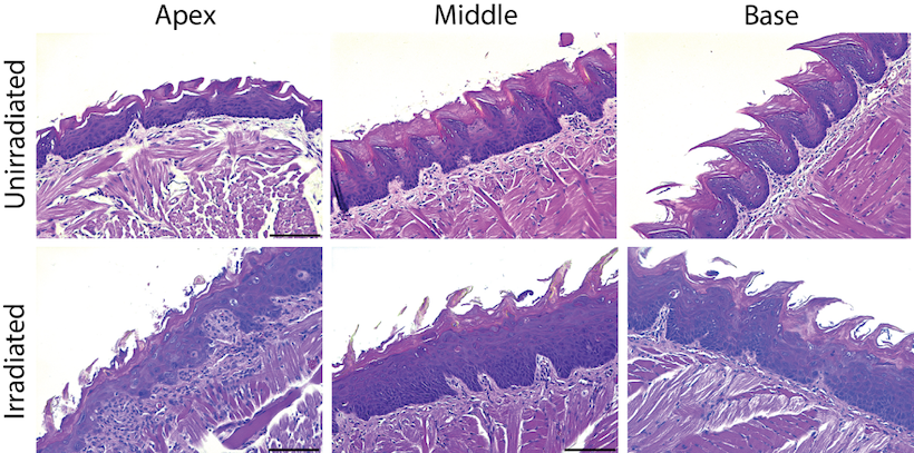 Radiation-induced injury of the oral mucosa in mice. Representative H&E-stained sections of the tongue collected from 12 weeks C57BL/6 mice 7 days after 15 Gy oral irradiation or unirradiated. Irradiated mice showed pathological changes in the oral epithelium and underlying lamina propria.