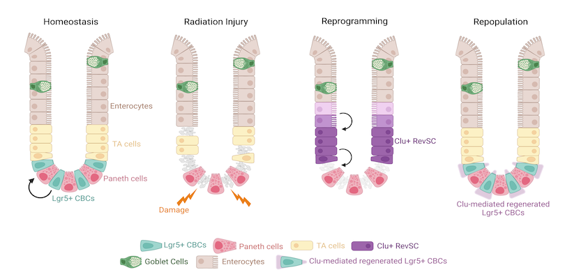 Proposed model of Intestinal regeneration in response to severe radiation injury. Regeneration of the intestinal epithelium in response to severe radiation injury is mediated through revival stem cells (revSCs), which are generated through fetal-like reprogramming and identified by a marker gene Clusterin (Clu).