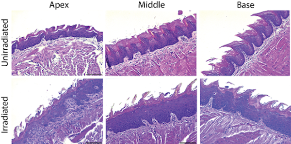 Radiation-induced injury of the oral mucosa in mice