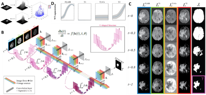 Interpretable and explainable artificial intelligence models in radiation oncology