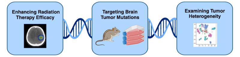 Enhancing Radiation Therapy Efficacy; Targeting Brain Tumor Mutations; Examining Tumor Heterogeneity