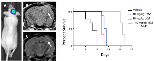 Mouse Model of Glioma: Novel Therapeutics 