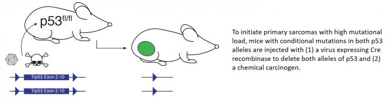 Mice with conditional mutations