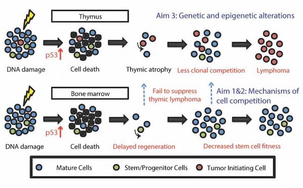 Ionizing radiation promotes the expansion of premalignant cells in the thymus