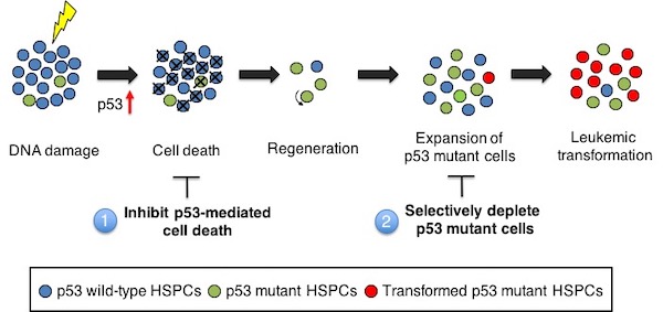 Minimizing the risk of therapy-related myeloid neoplasms: targeting p53 mutant cells