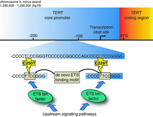 Identifying new approaches to target TERT promoter mutations in cancer