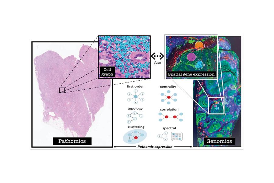 Fusion of mathematical immune cell topology with spatial gene expression