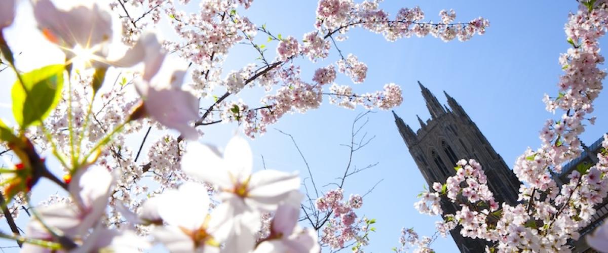 Duke Chapel surrounded by cherry blossoms