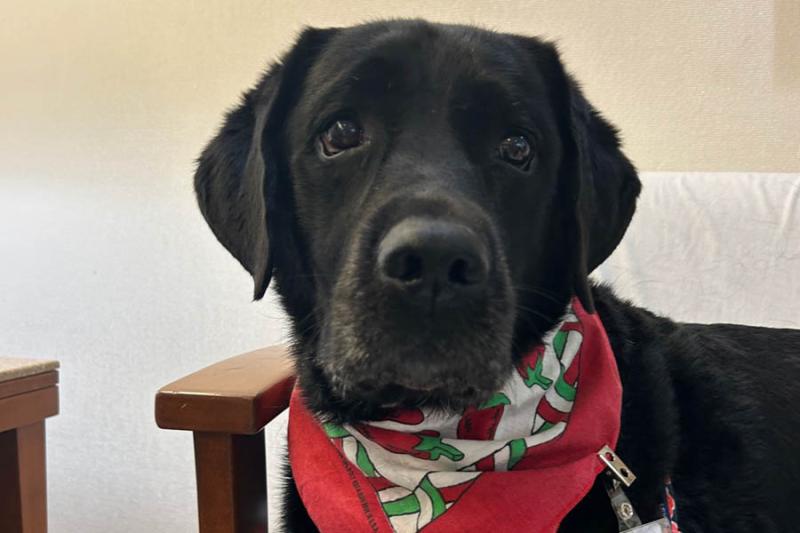 Hoshi, a black English Labrador Retriever 