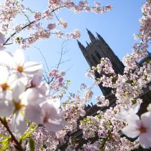 Duke Chapel surrounded by cherry blossoms